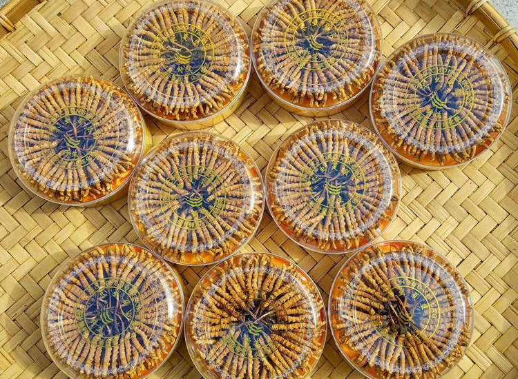 簸箕中的冬蟲夏草月餅圖片素材