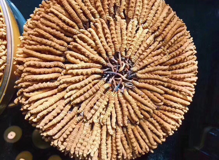 精美冬蟲夏草月餅圖片