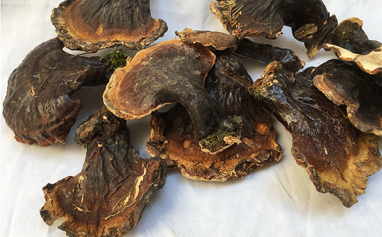 松杉靈芝 松杉靈芝