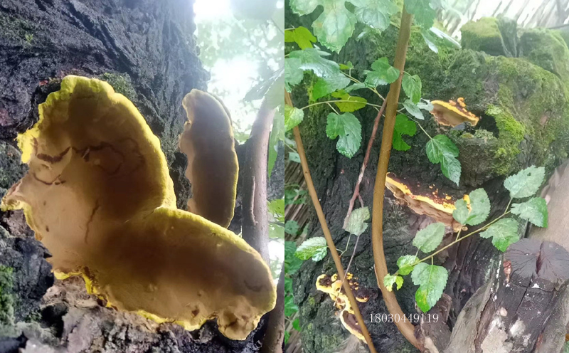 桑黃長(zhǎng)在桑樹(shù)上的圖片