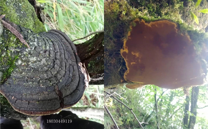 長(zhǎng)在樹(shù)上的桑黃圖片