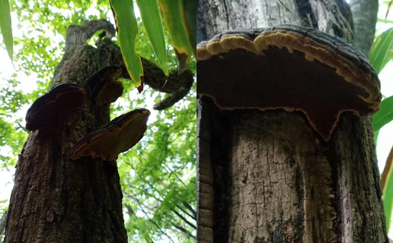 野生桑樹(shù)桑黃圖片