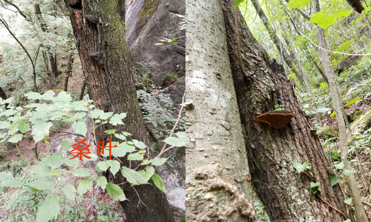 生長在桑樹上的桑黃圖片