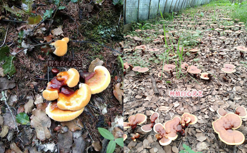 野生白肉靈芝和人工種植白心靈芝區別 野生白肉靈芝和人工種植白心靈芝區別