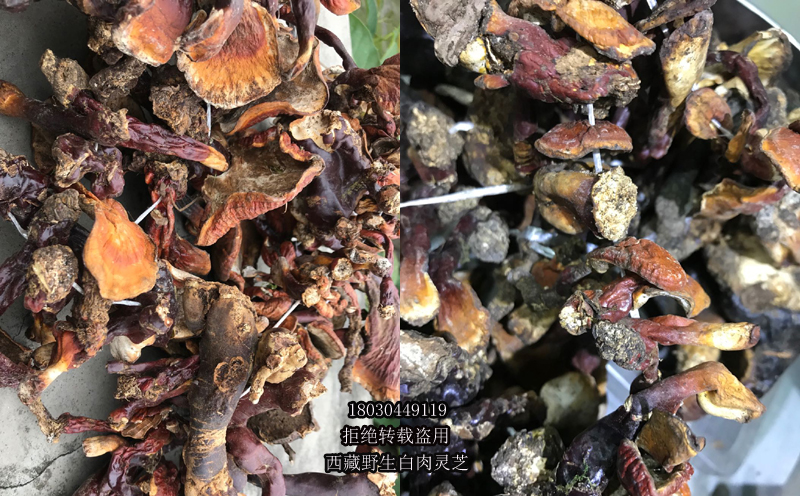 野生白肉靈芝圖片 野生白肉靈芝圖片