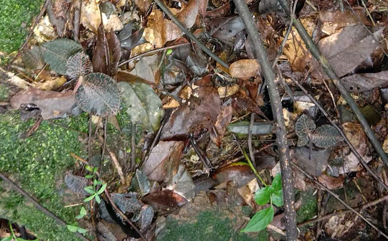 野生金線蓮圖片