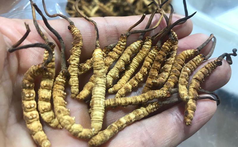 凍干冬蟲夏草圖片