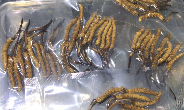 冬蟲夏草圖片 冬蟲夏草圖片