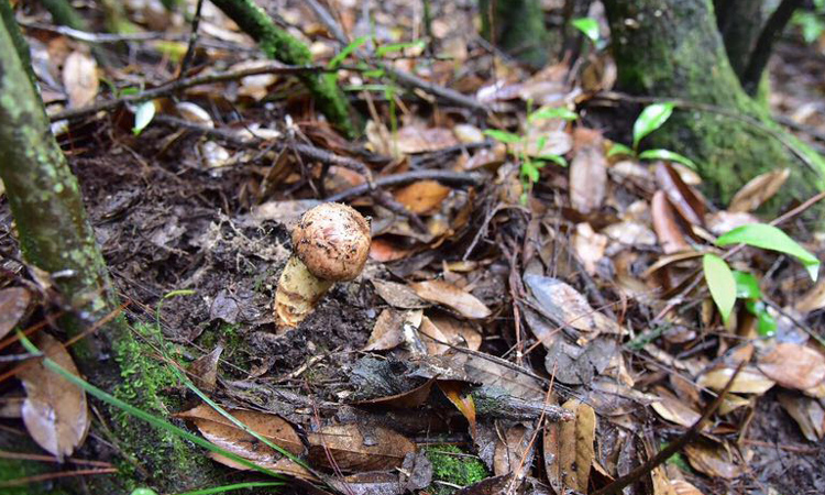 野生新鮮松茸生長環(huán)境圖片