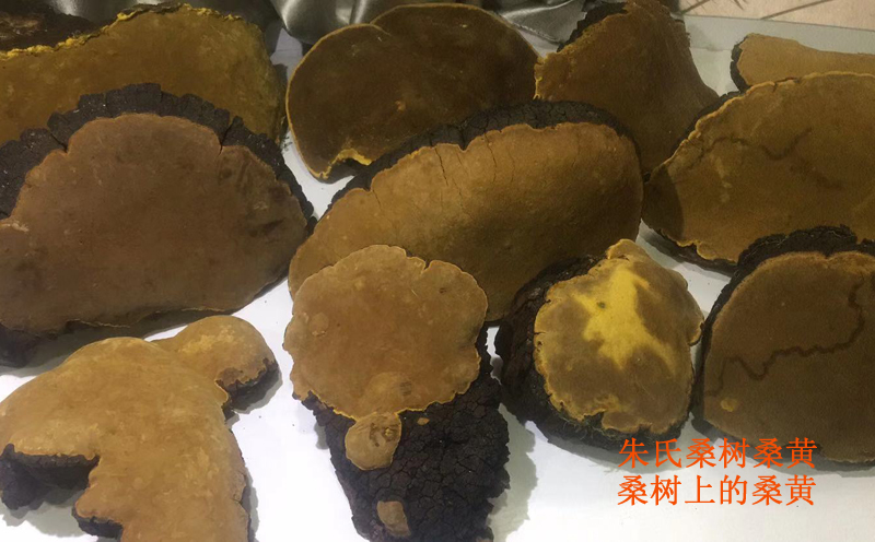 野生桑樹桑黃圖片