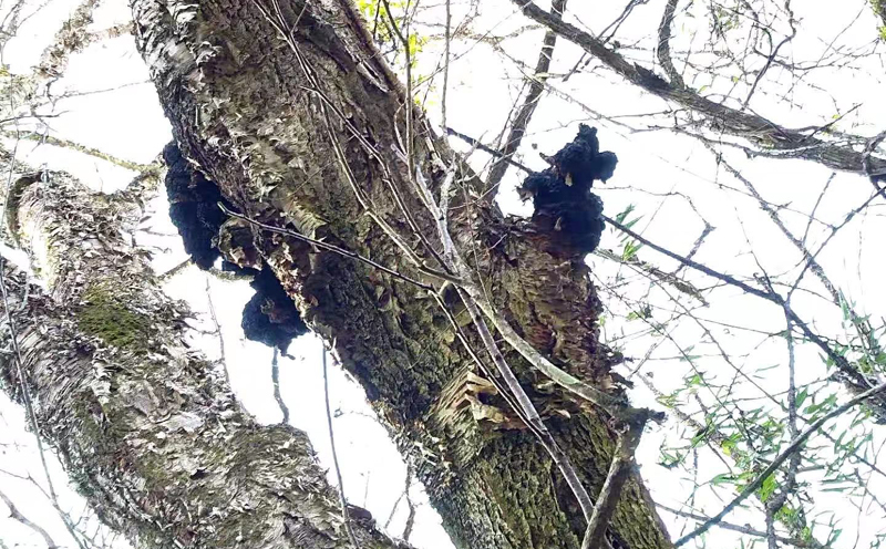 野生樺樹茸圖片