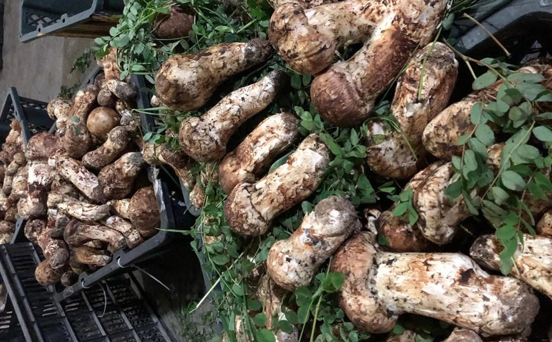 小金縣松茸圖片