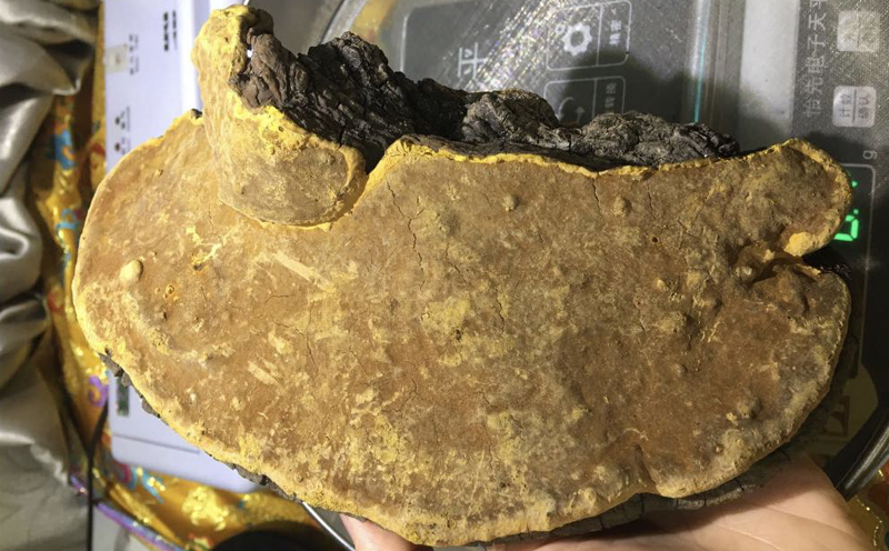 桑黃圖片 桑黃圖片