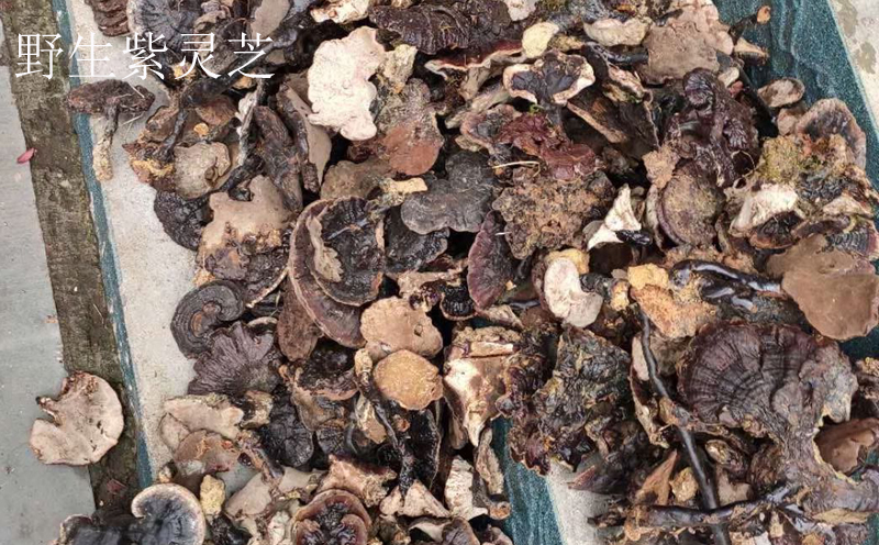 靈芝圖片 靈芝圖片