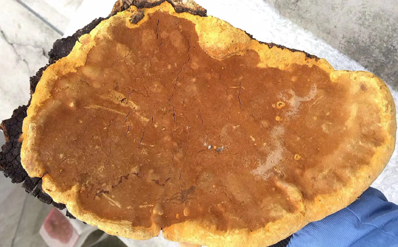 野生桑樹桑黃圖片1