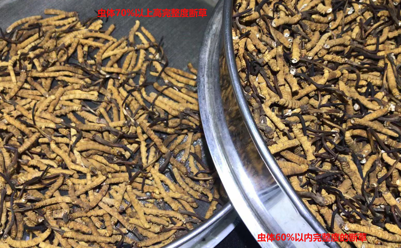 冬蟲夏草斷草圖片 冬蟲夏草斷草圖片