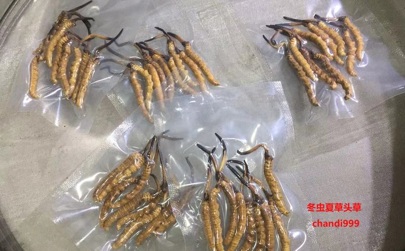 冬蟲夏草頭草圖片