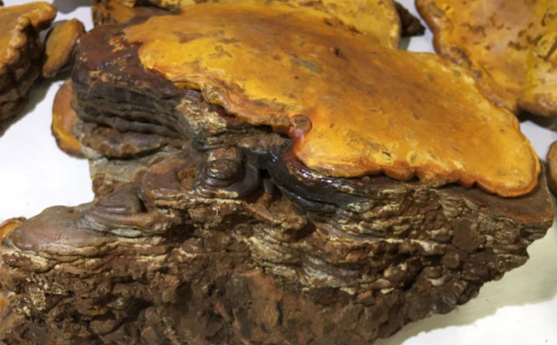 5斤重的紅豆杉靈芝圖片