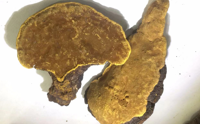 桑樹桑黃圖片 桑樹桑黃圖片