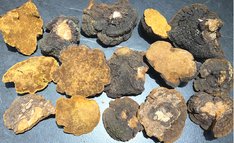 西藏巖桑黃圖片 西藏巖桑黃圖片