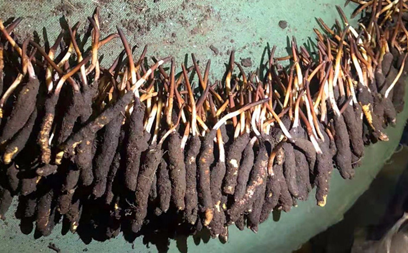 新鮮蟲草圖片 新鮮蟲草圖片