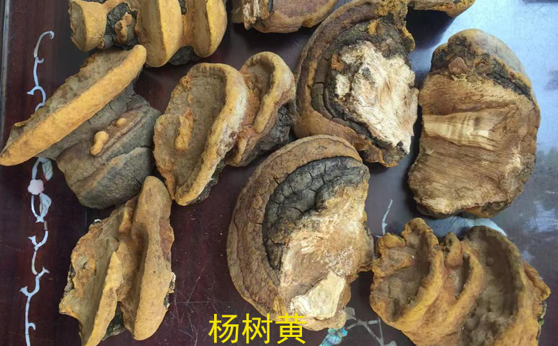 楊樹桑黃圖片