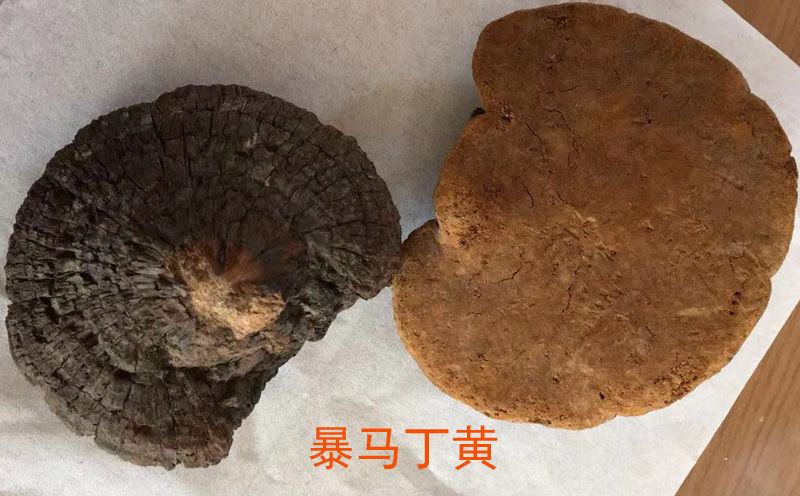暴馬丁香桑黃圖片