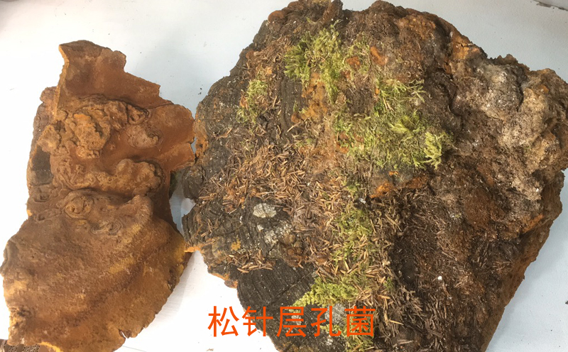 松針層孔菌圖片