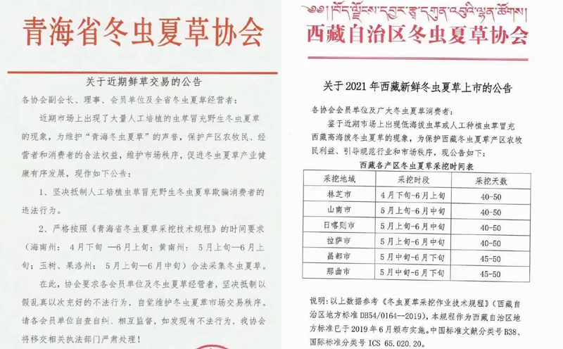 新鮮蟲(chóng)草上市時(shí)間表