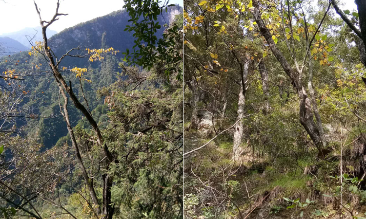 桑黃生長區域環境圖片