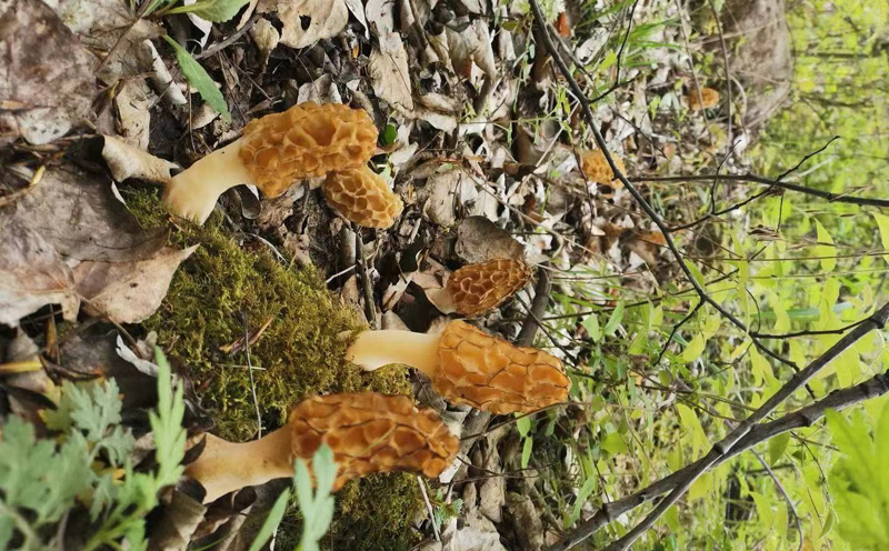 新鮮野生羊肚菌圖片