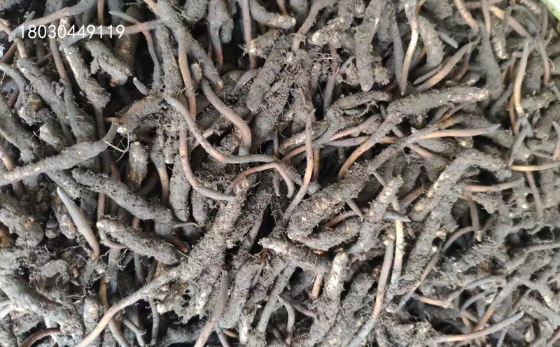 青海祁連山新鮮蟲草圖片