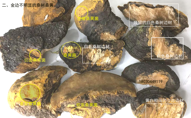 桑樹桑黃辨別方法圖片