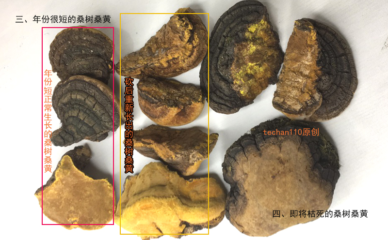 新生桑樹桑黃圖片