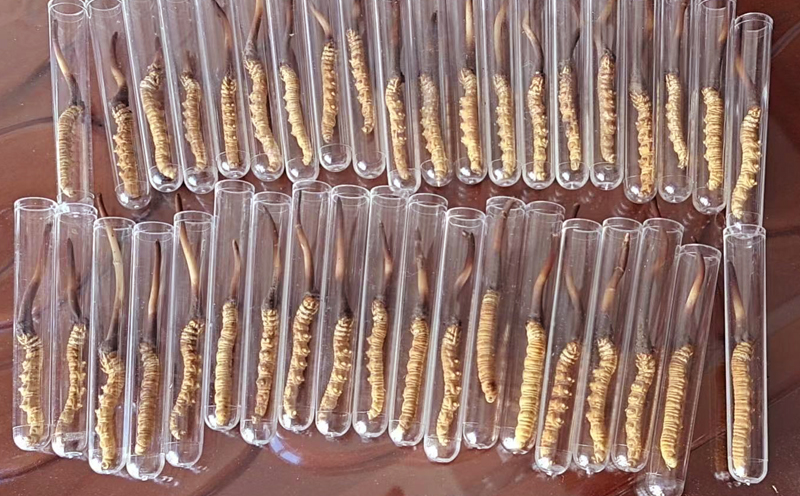 新鮮蟲草試管裝圖片 新鮮蟲草試管裝圖片