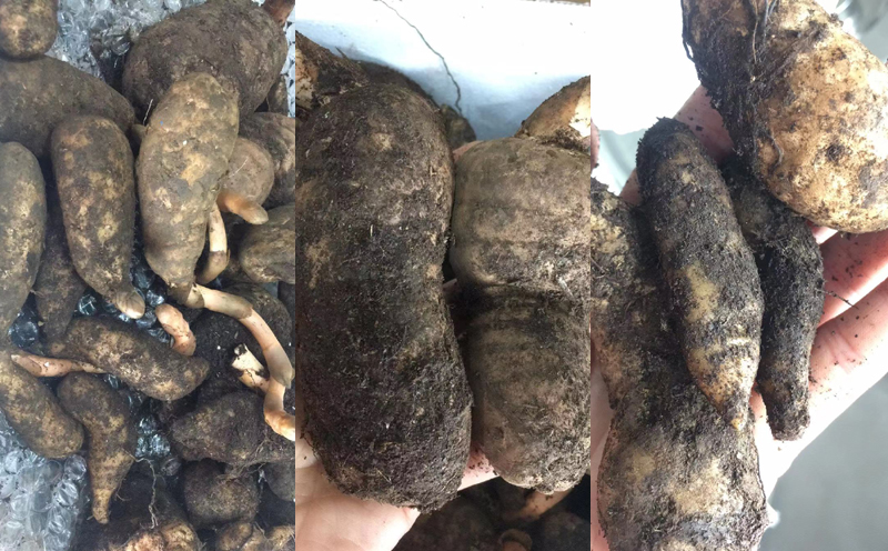 新鮮野生天麻圖片