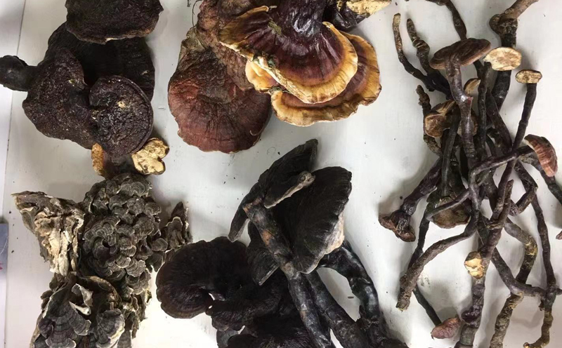 野生靈芝圖片 野生靈芝圖片