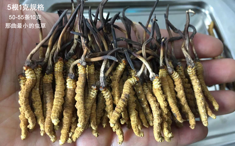 5條1克那曲冬蟲夏草圖片 5條1克那曲冬蟲夏草圖片