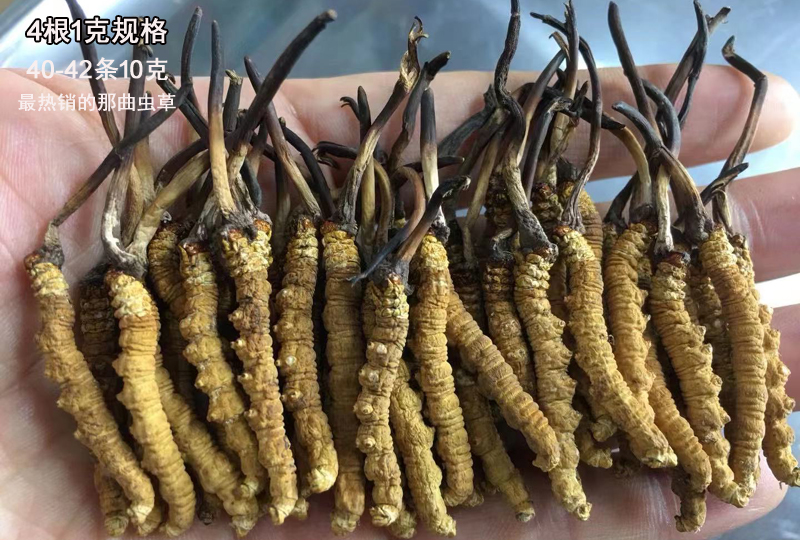 4條1克那曲冬蟲夏草圖片 4條1克那曲冬蟲夏草圖片