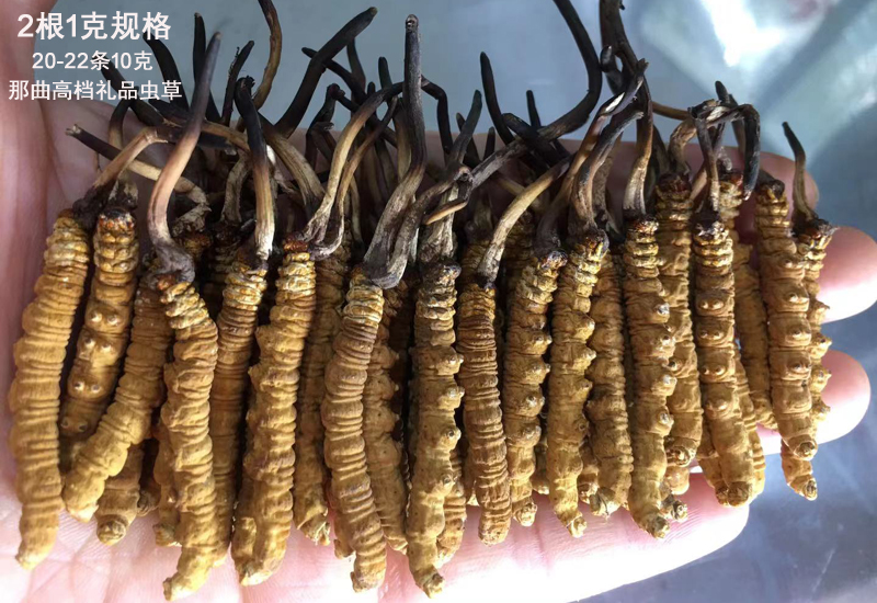 2條1克那曲冬蟲夏草圖片 2條1克那曲冬蟲夏草圖片