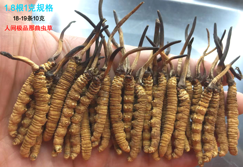 1.8條1克那曲冬蟲夏草圖片 1.8條1克那曲冬蟲夏草圖片