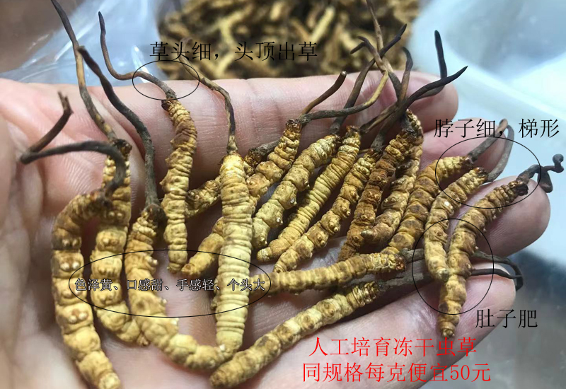凍干冬蟲夏草圖片 凍干冬蟲夏草圖片