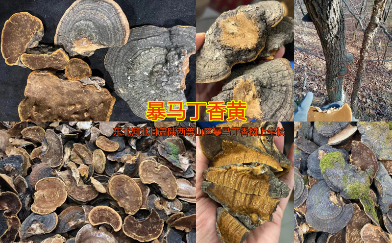 暴馬丁香黃圖片