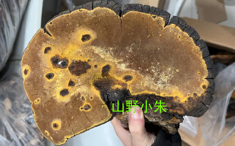 桑樹桑黃 桑樹桑黃