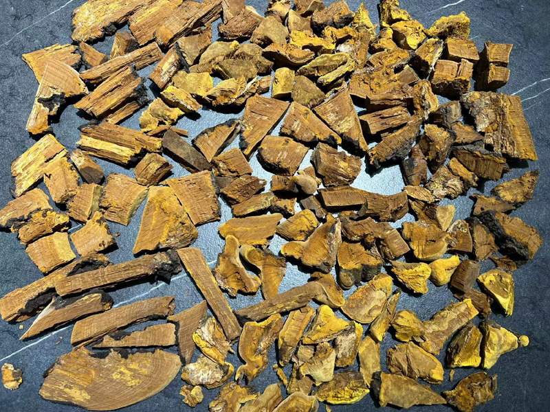 桑樹(shù)桑黃切塊圖片大全