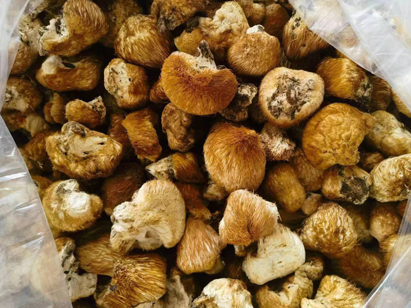 長白山野生猴頭菇圖片 長白山野生猴頭菇圖片