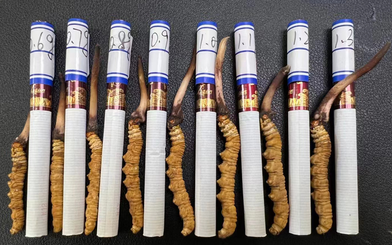 甘孜新鮮蟲草規格大小對比圖片