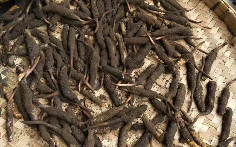 甘孜新鮮蟲草頭茬草圖片