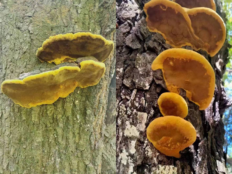 野生桑黃長在桑樹上圖片