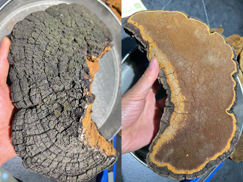 房縣野生桑黃圖片